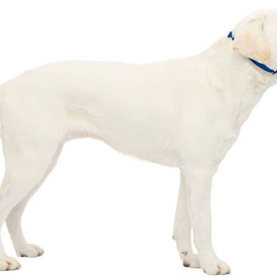 NEW PetSafe Gentle Leader Headcollar, No-Pull Dog Collar Perfect for Leash & Har